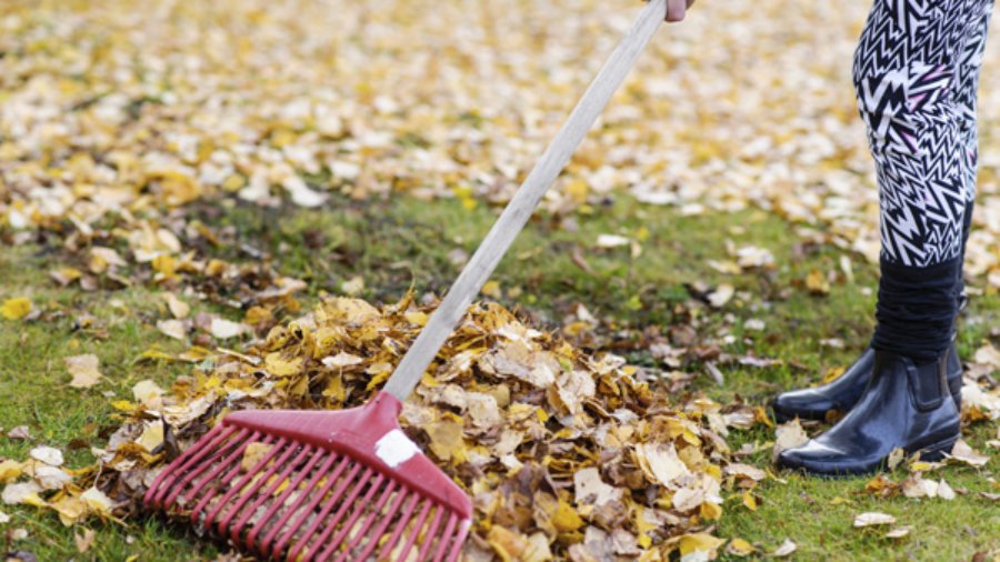 Raking Fall Leaves