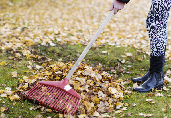 Raking Fall Leaves