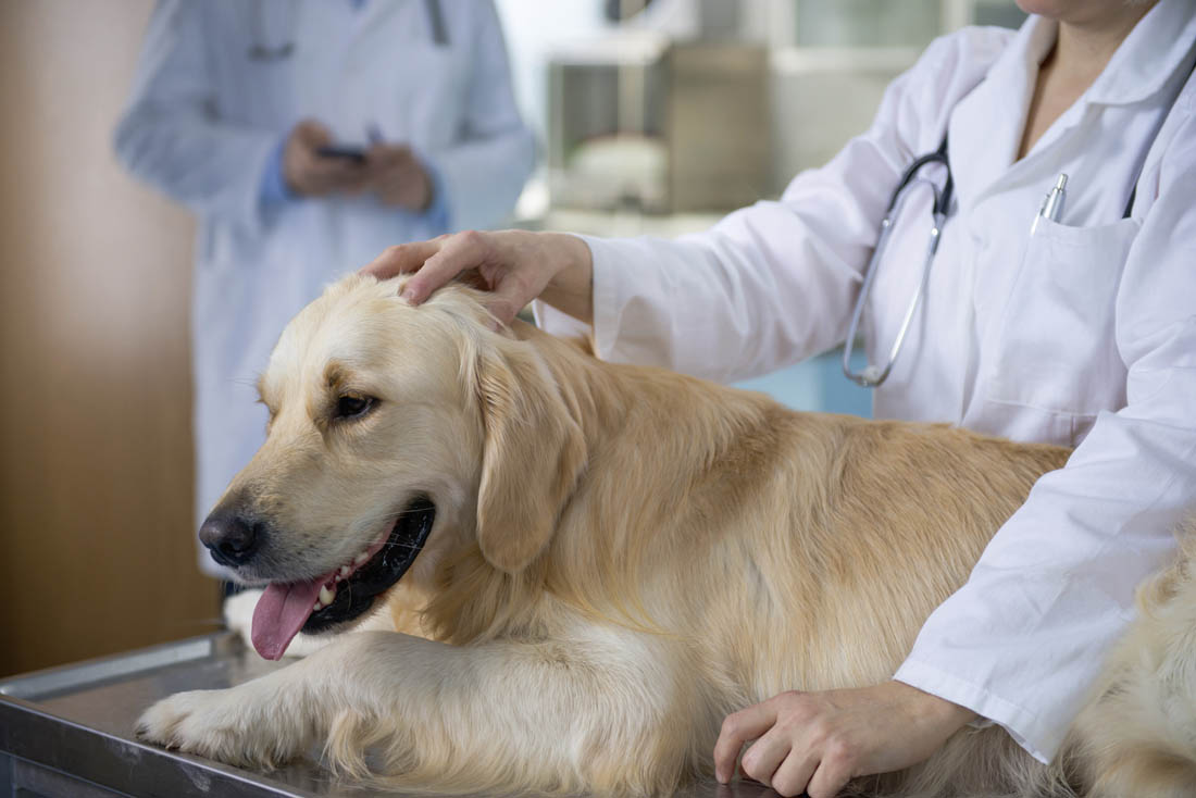 Dog with vet tech